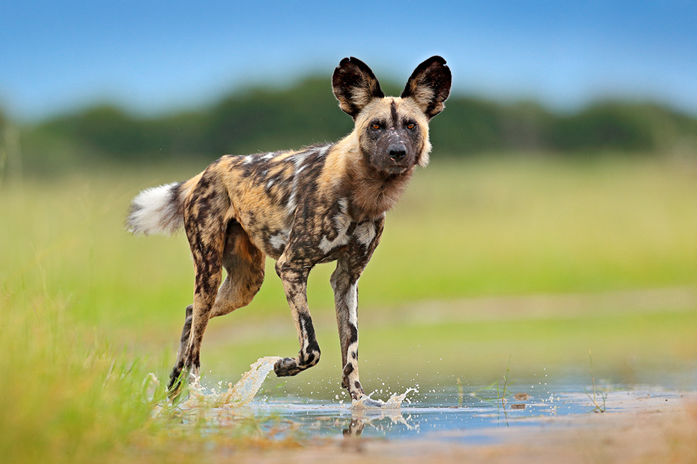 Discover The African Wild Dog: Pack Hunting and Unique&nbsp;Lifestyle