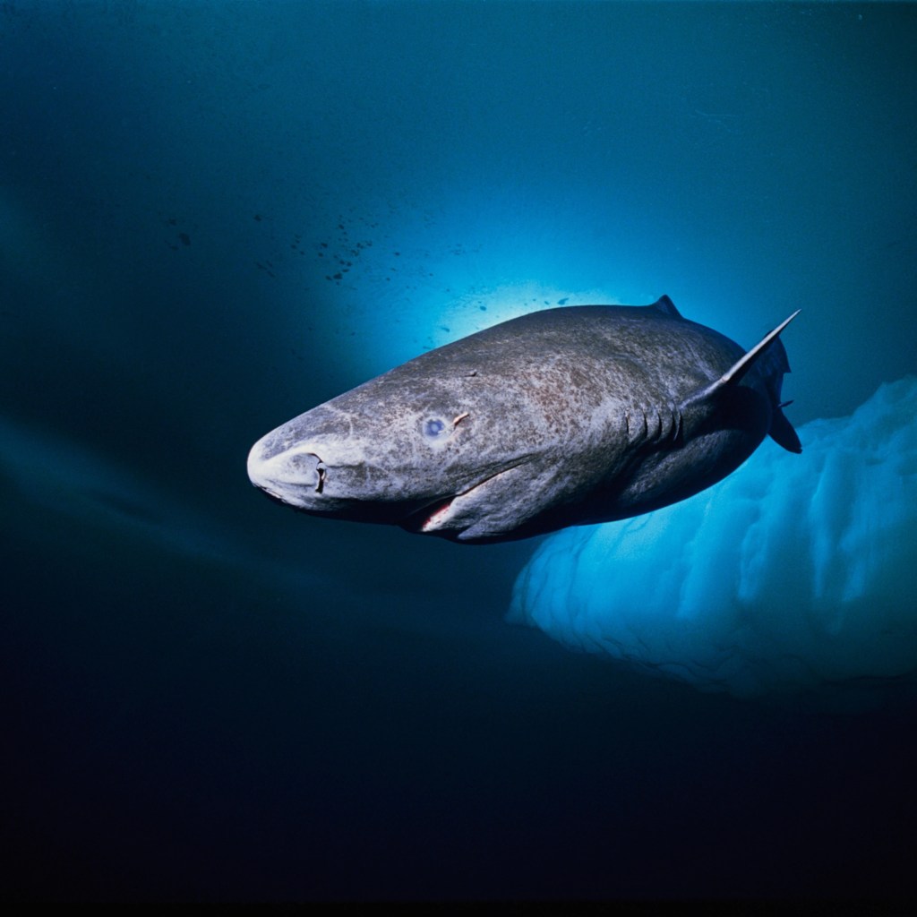Discover 3 UK Shark&nbsp;Species: