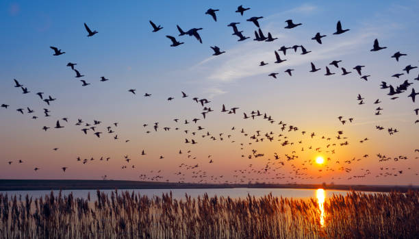 163,100+ Migrating Birds Stock Photos, Pictures & Royalty-Free Images -  iStock | Migrating birds china, Migrating birds city, Migrating birds sunset