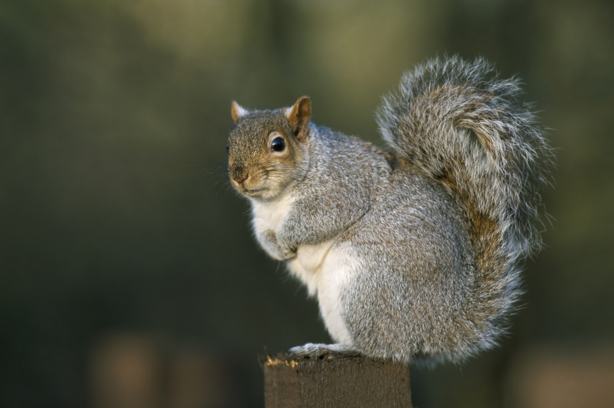 Grey squirrels guide: diet, reproduction - and why they chase each other