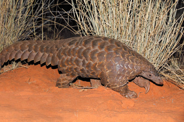 50+ Ground Pangolin Stock Photos, Pictures & Royalty-Free Images - iStock