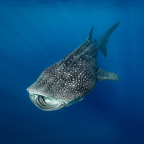 The Five Largest Marine Animals Alive&nbsp;Today