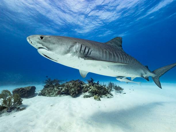 1,600+ Tiger Shark Stock Photos, Pictures & Royalty-Free Images - iStock | Sand tiger shark, Tiger shark teeth, Tiger shark baby