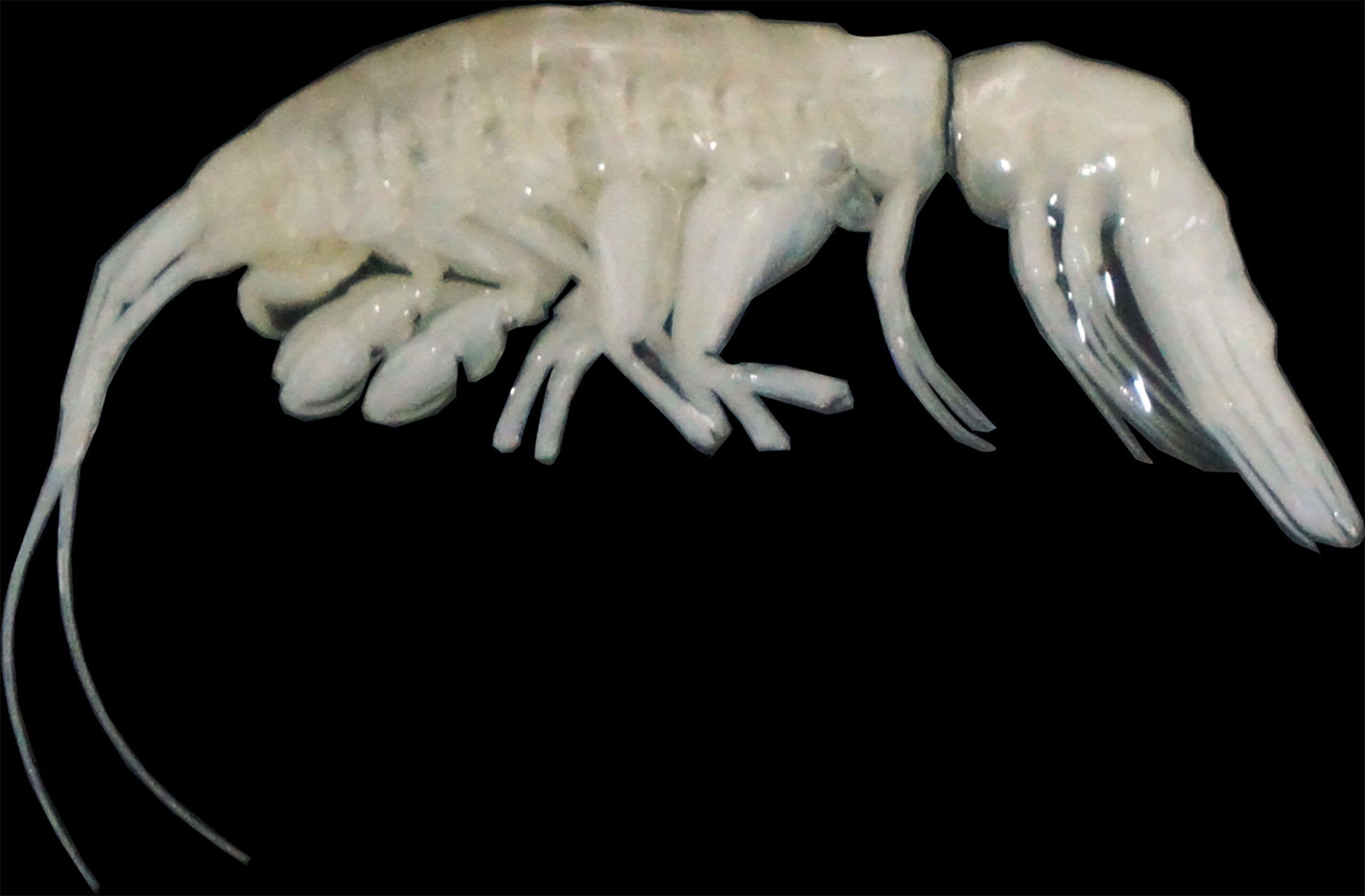 DNA confirms new 'large predator' living in one of the most inhospitable places on Earth | Discover Wildlife