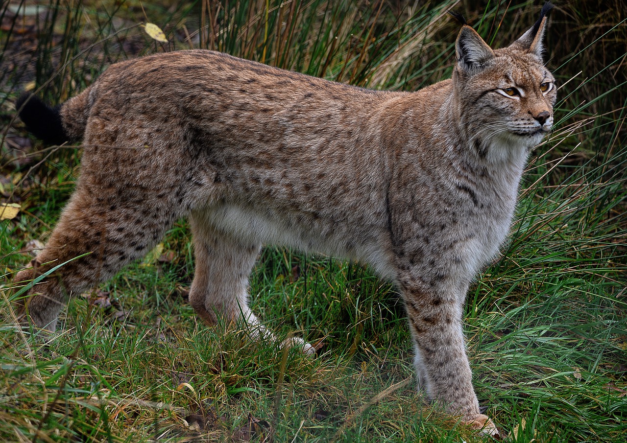2,000+ Free Eurasian Lynx & Lynx Images - Pixabay