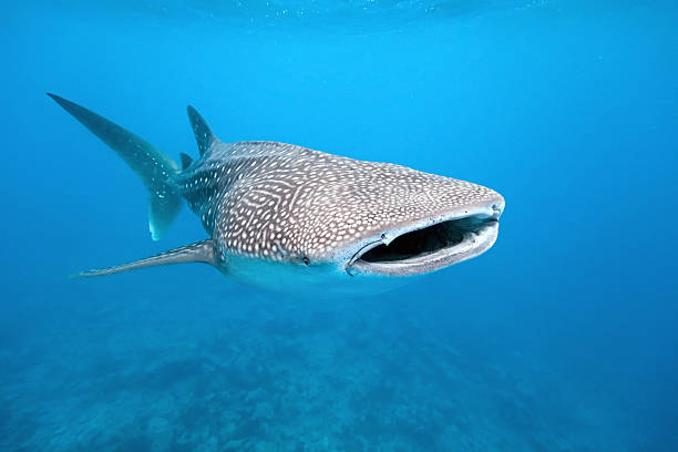 4,100+ Whale Shark Stock Photos, Pictures & Royalty-Free Images - iStock | Ningaloo reef whale shark, Whale shark mouth, Whale shark diver