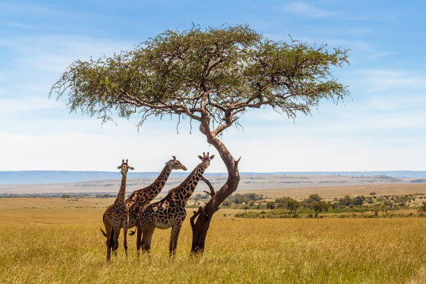 198,800+ South Africa Wildlife Stock Photos, Pictures & Royalty-Free Images - iStock | Zambia, Tanzania, Johannesburg