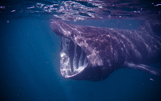 60+ Basking Shark Stock Photos, Pictures & Royalty-Free Images - iStock | Basking shark uk, Basking shark teeth, Basking shark ireland