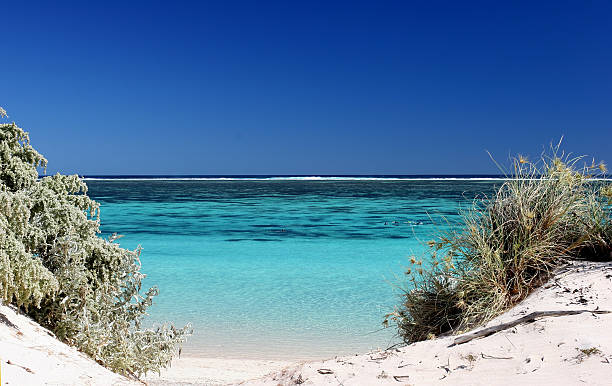 1,200+ Ningaloo Reef Stock Photos, Pictures & Royalty-Free Images - iStock | Ningaloo reef coral, Ningaloo reef whale shark, Ningaloo reef whales